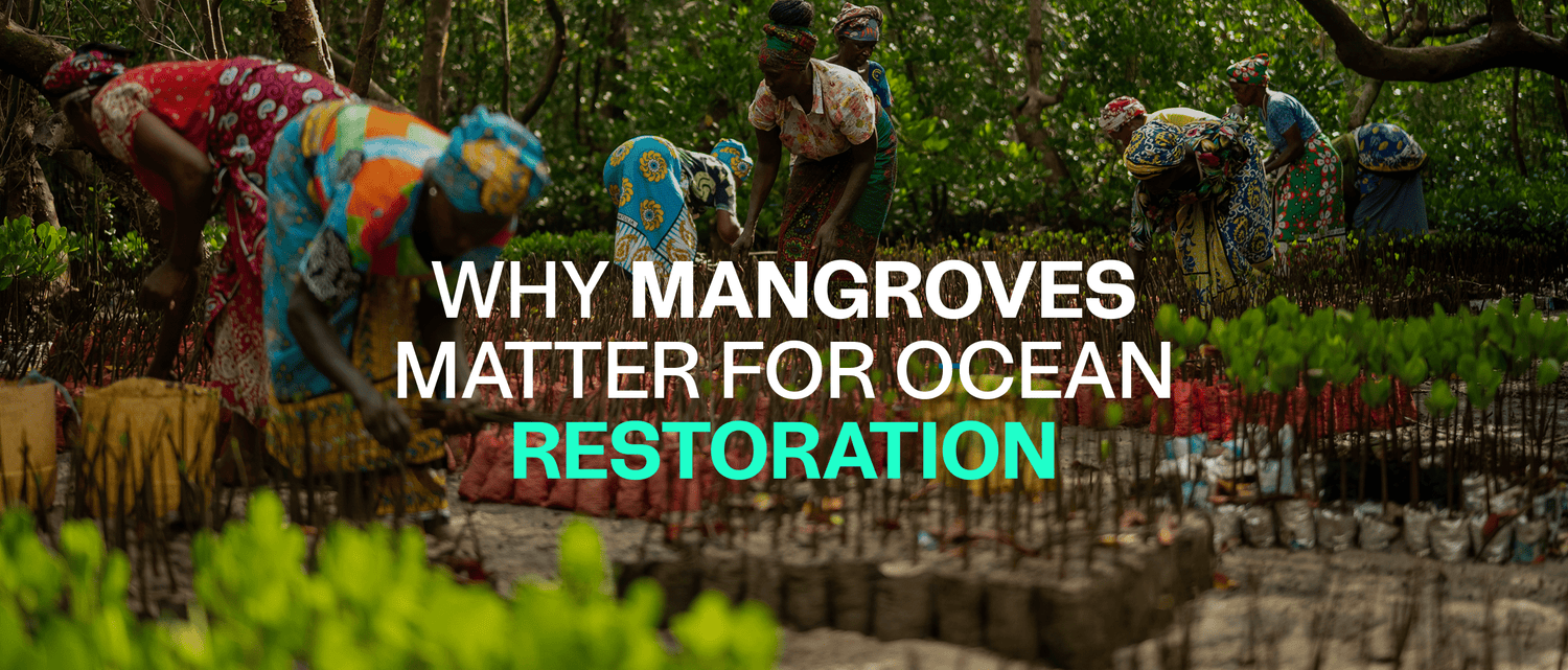 Why Mangroves Matter for Ocean Restoration